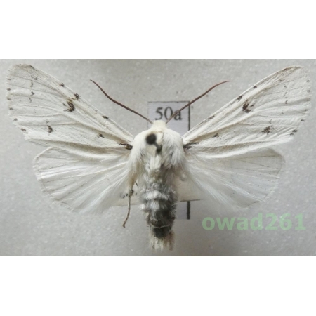 Acronicta leporina (Linnaeus, 1758) Czech50a